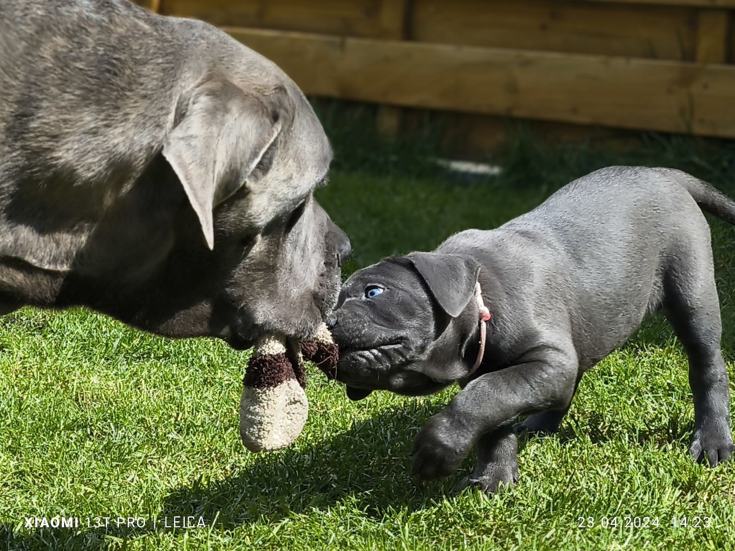 cane corso italiano mit Ahnentafel