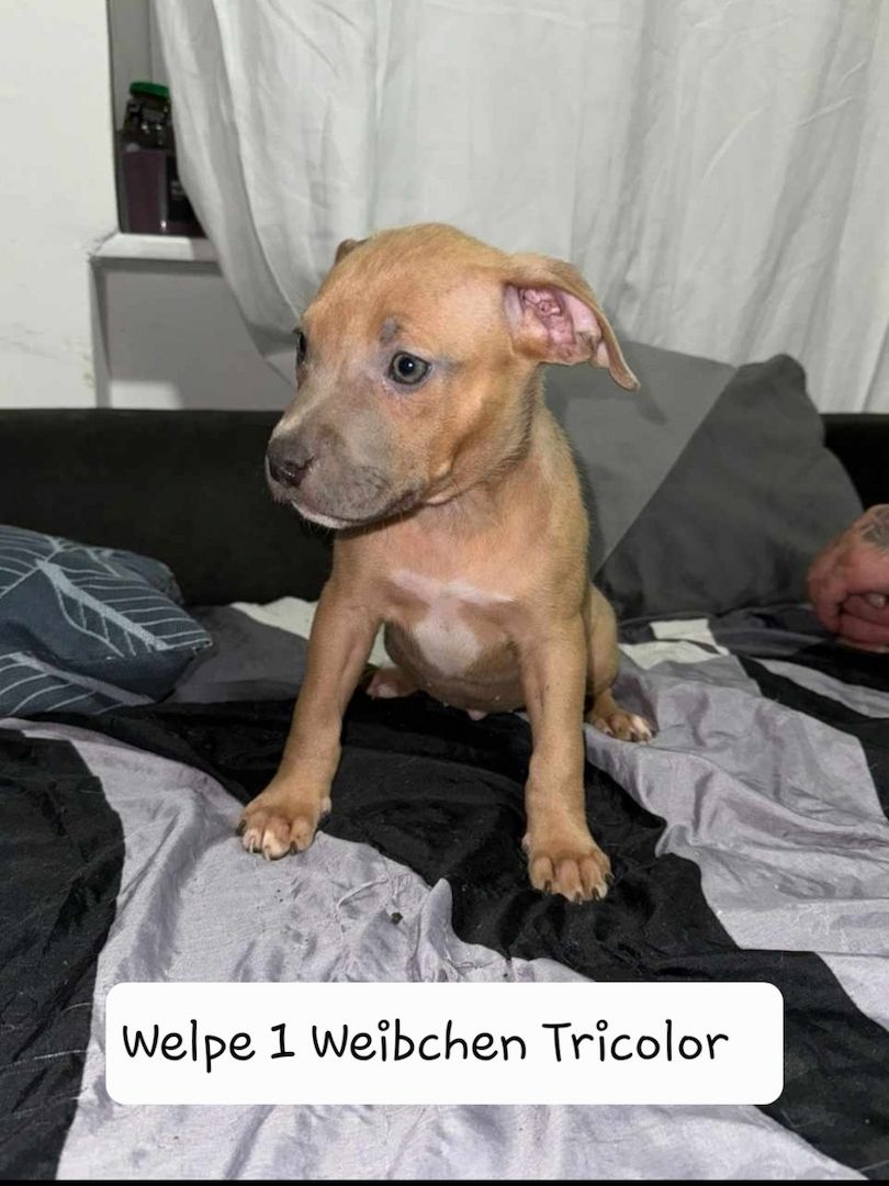 American Bully American Bully