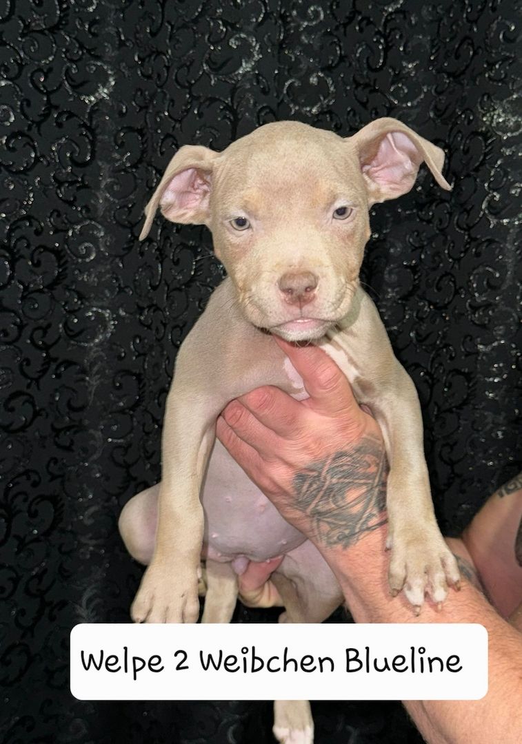 American Bully American Bully