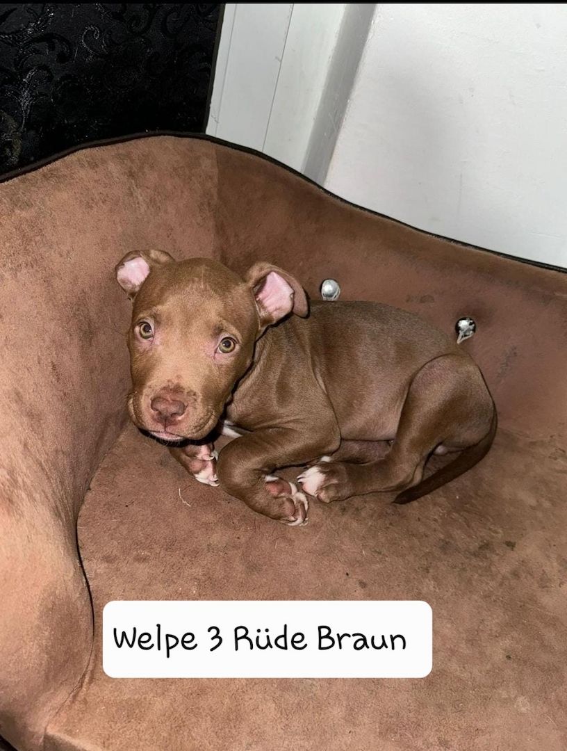 American Bully American Bully