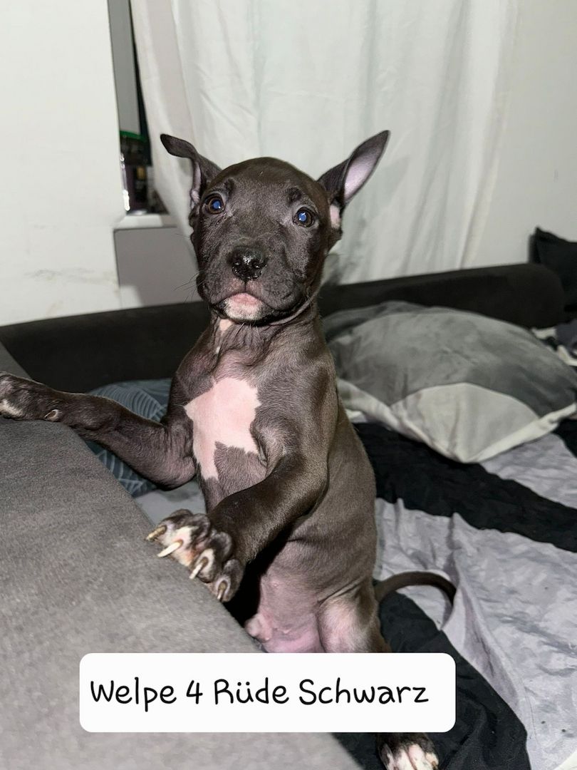 American Bully American Bully