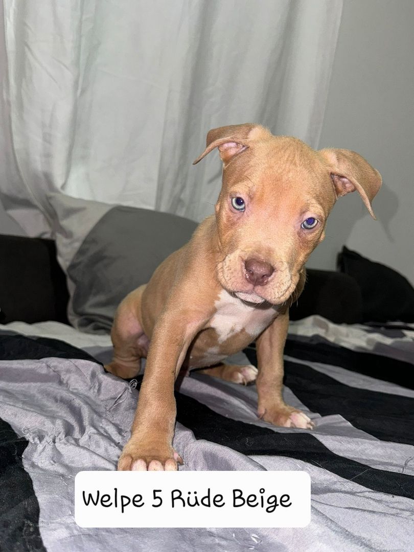 American Bully American Bully