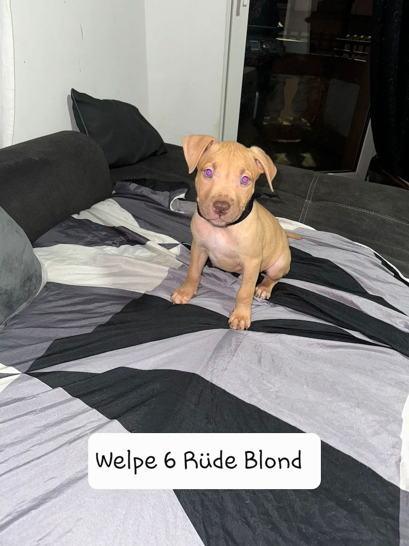 American Bully American Bully