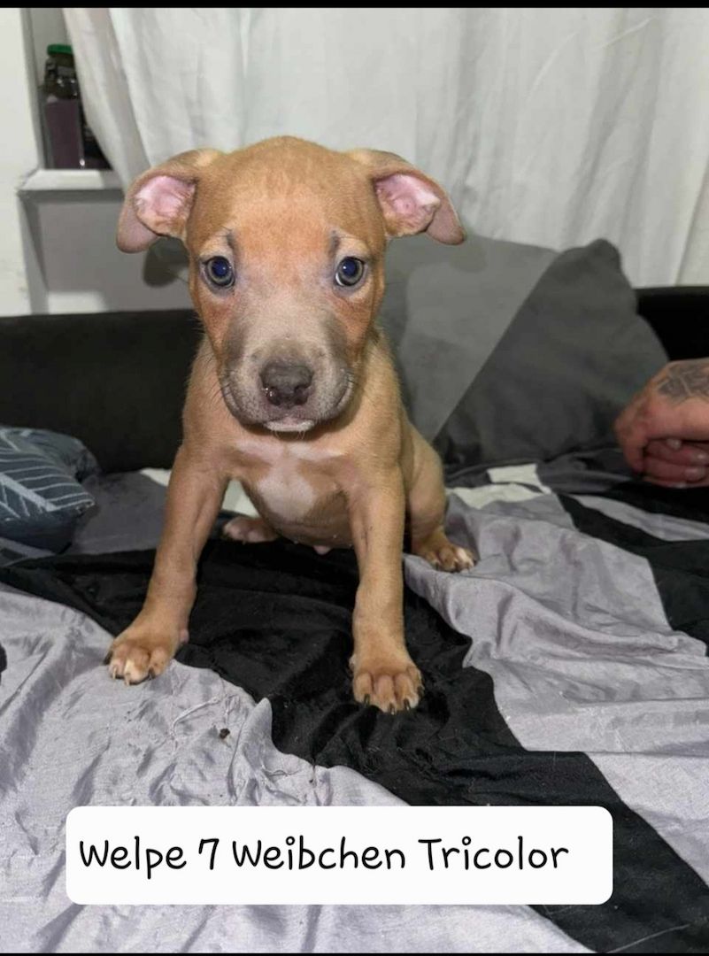 American Bully American Bully