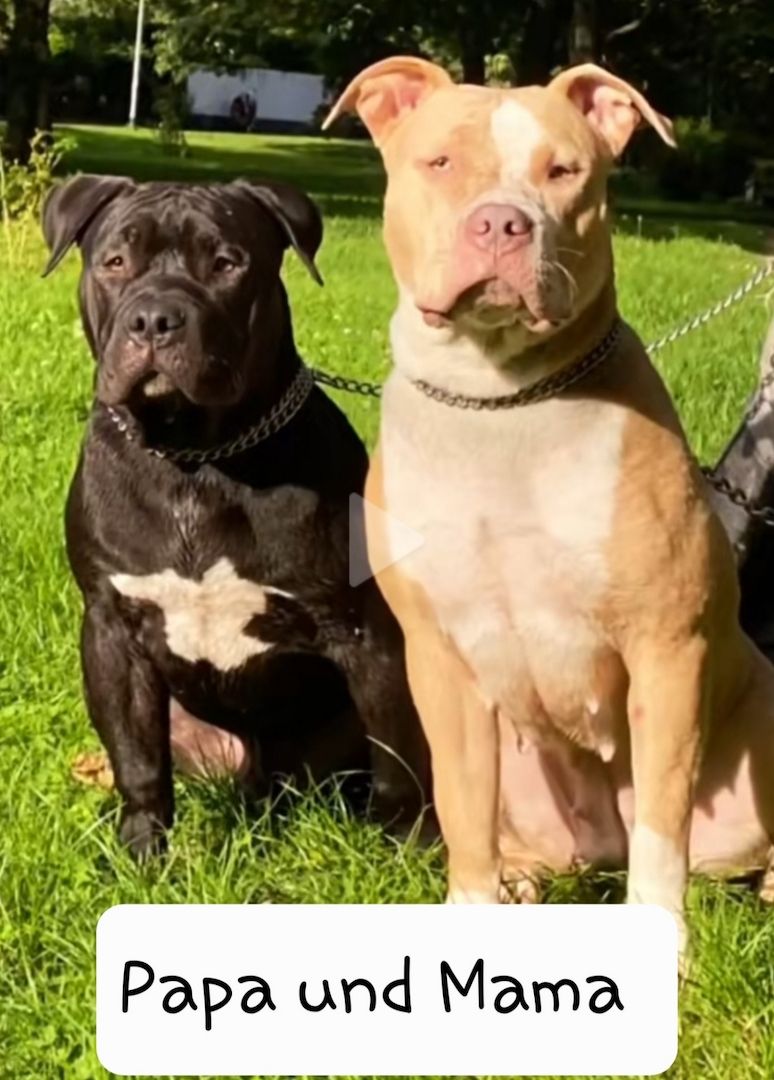 American Bully American Bully