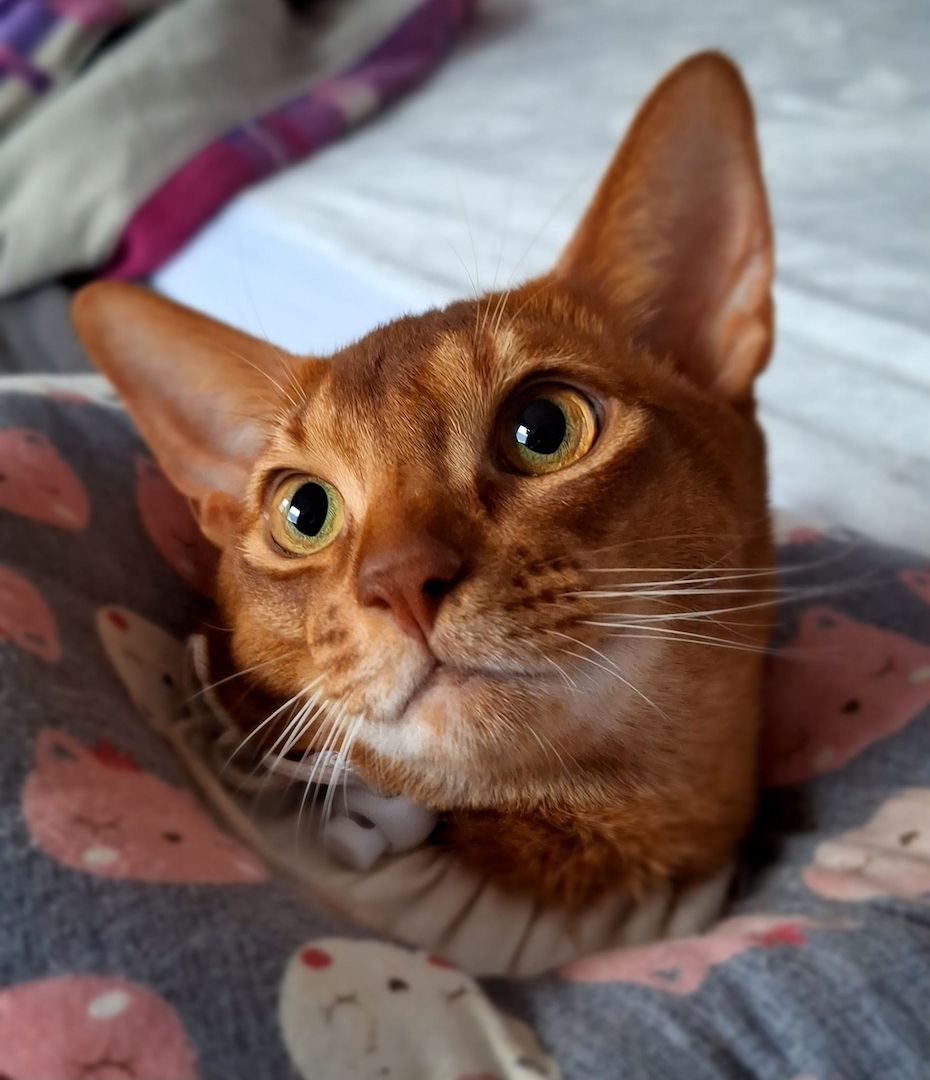 Dieser charmante reinrassiger 12 Monate alter Abessinier Kater mit Papiere Dieser charmante reinrassiger 12 Monate alter Abessinier Kater mit Papiere