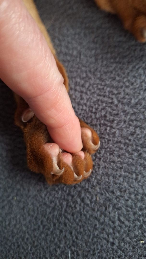 Dieser charmante reinrassiger 12 Monate alter Abessinier Kater mit Papiere Dieser charmante reinrassiger 12 Monate alter Abessinier Kater mit Papiere