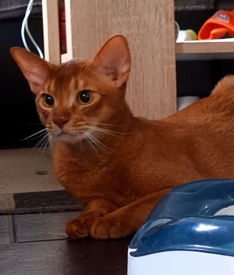 Dieser charmante reinrassiger 12 Monate alter Abessinier Kater mit Papiere Dieser charmante reinrassiger 12 Monate alter Abessinier Kater mit Papiere