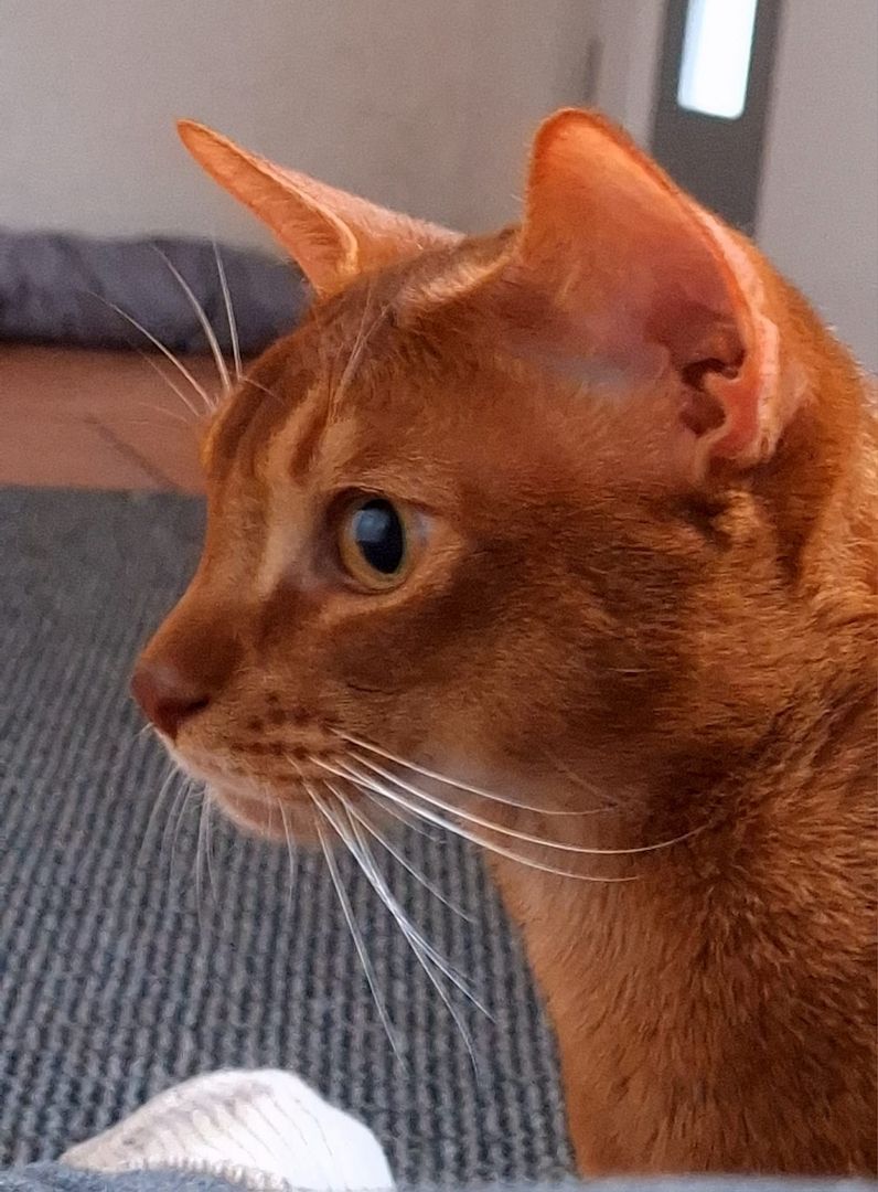 Dieser charmante reinrassiger 12 Monate alter Abessinier Kater mit Papiere Dieser charmante reinrassiger 12 Monate alter Abessinier Kater mit Papiere