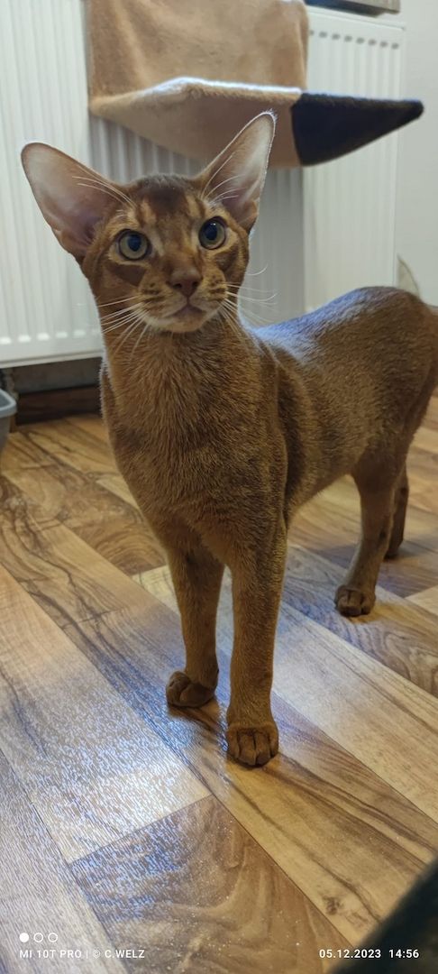 Dieser charmante reinrassiger 12 Monate alter Abessinier Kater mit Papiere Dieser charmante reinrassiger 12 Monate alter Abessinier Kater mit Papiere