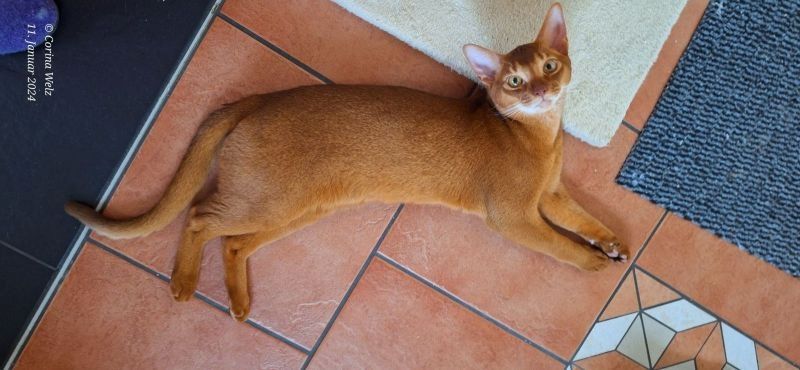 Dieser charmante reinrassiger 12 Monate alter Abessinier Kater mit Papiere Dieser charmante reinrassiger 12 Monate alter Abessinier Kater mit Papiere