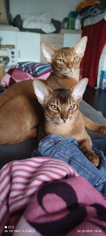 Dieser charmante reinrassiger 12 Monate alter Abessinier Kater mit Papiere Dieser charmante reinrassiger 12 Monate alter Abessinier Kater mit Papiere