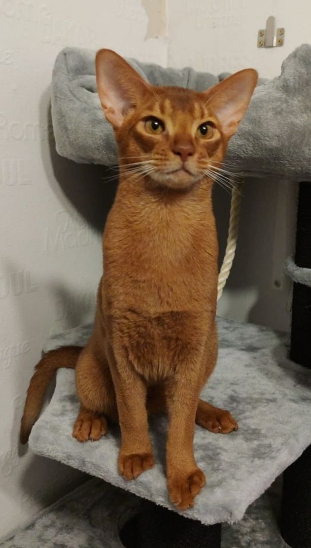 Dieser charmante reinrassiger 12 Monate alter Abessinier Kater mit Papiere Dieser charmante reinrassiger 12 Monate alter Abessinier Kater mit Papiere