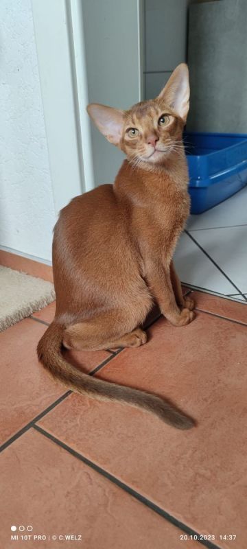 Dieser charmante reinrassiger 12 Monate alter Abessinier Kater mit Papiere Dieser charmante reinrassiger 12 Monate alter Abessinier Kater mit Papiere