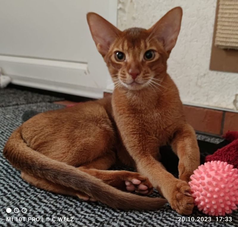 Dieser charmante reinrassiger 12 Monate alter Abessinier Kater mit Papiere Dieser charmante reinrassiger 12 Monate alter Abessinier Kater mit Papiere