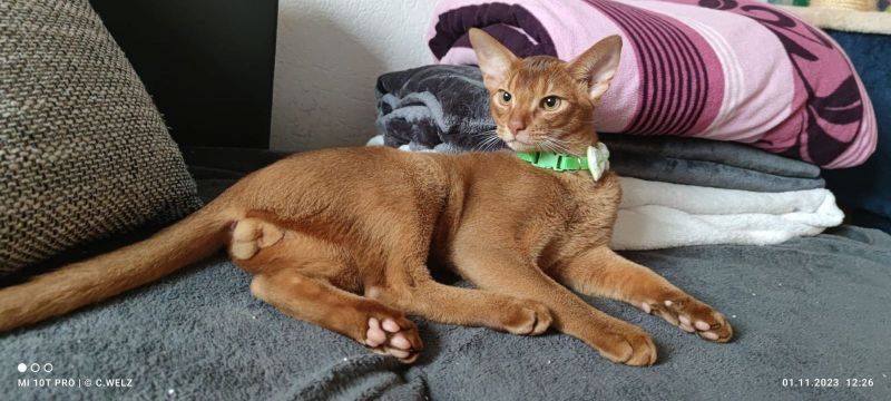 Dieser charmante reinrassiger 12 Monate alter Abessinier Kater mit Papiere Dieser charmante reinrassiger 12 Monate alter Abessinier Kater mit Papiere