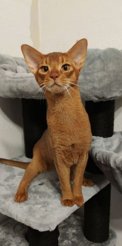 Dieser charmante reinrassiger 12 Monate alter Abessinier Kater mit Papiere Dieser charmante reinrassiger 12 Monate alter Abessinier Kater mit Papiere