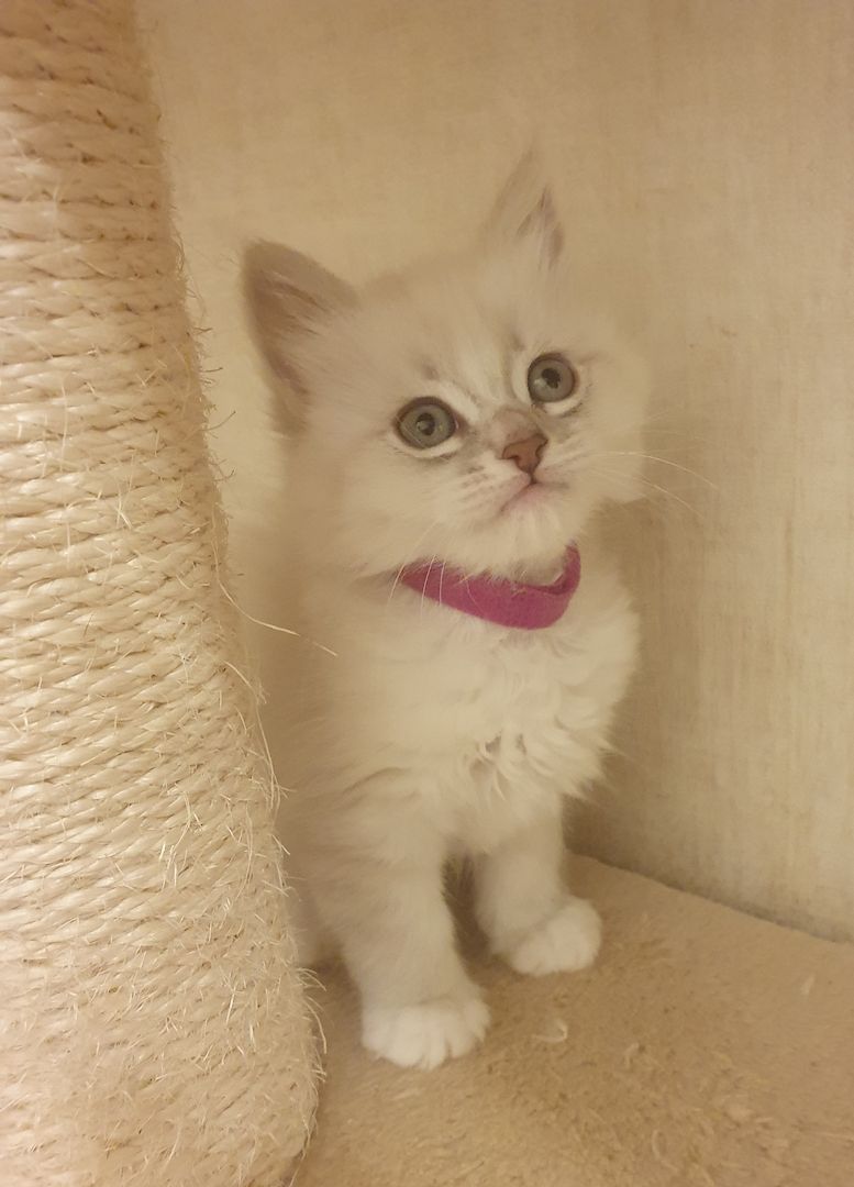 Wunderschöne Kitten Neva Masquarade, Katzenbaby. Abgabebereit.