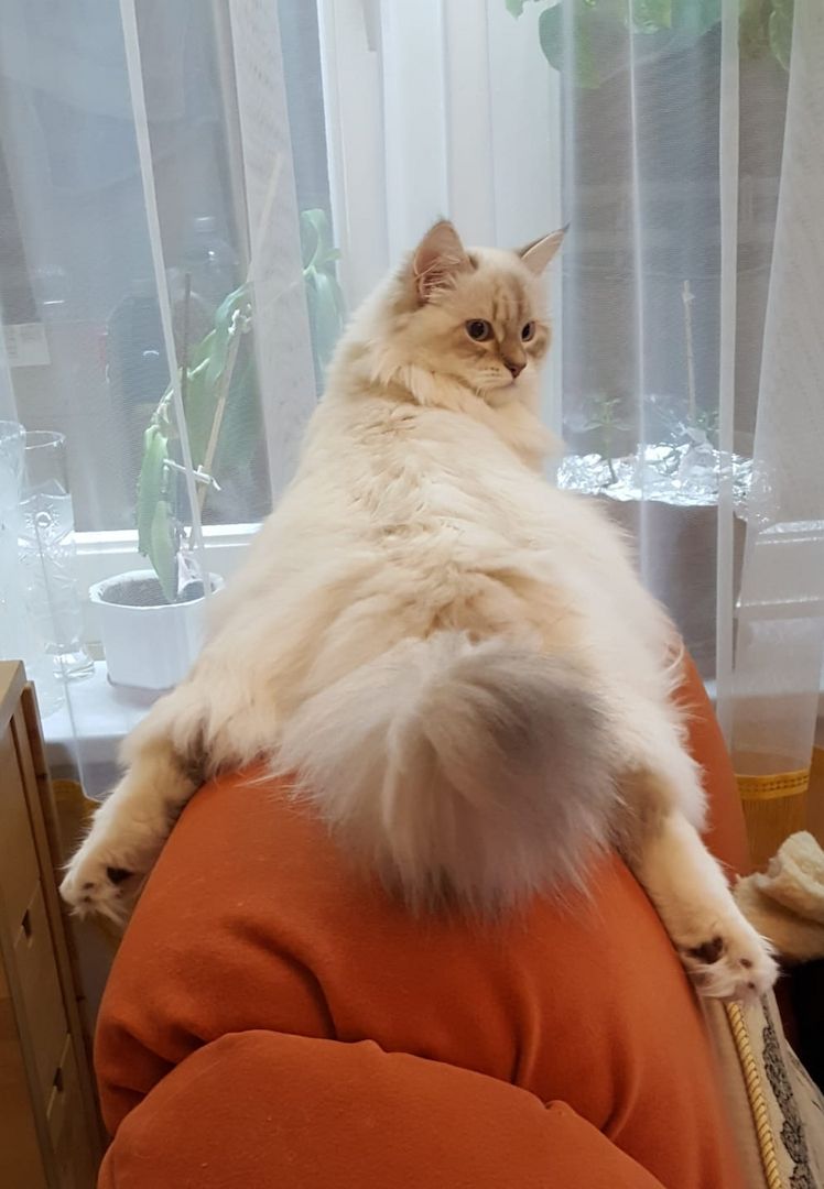 Wunderschöne Kitten Neva Masquarade, Katzenbaby. Abgabebereit.