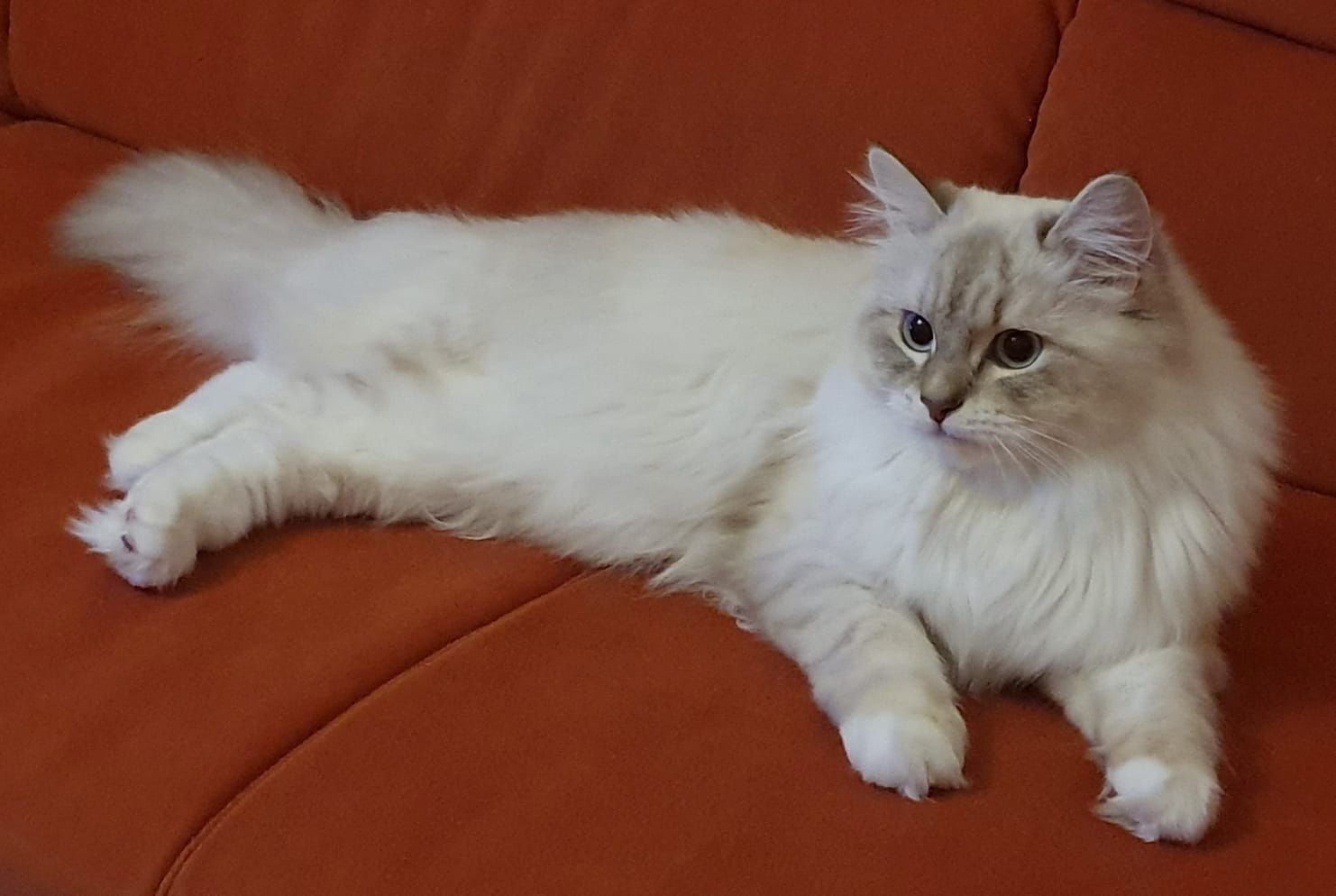 Wunderschöne Kitten Neva Masquarade, Katzenbaby. Abgabebereit.