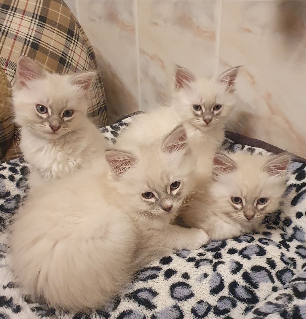 Wunderschöne Kitten Neva Masquarade, Katzenbaby. Abgabebereit.