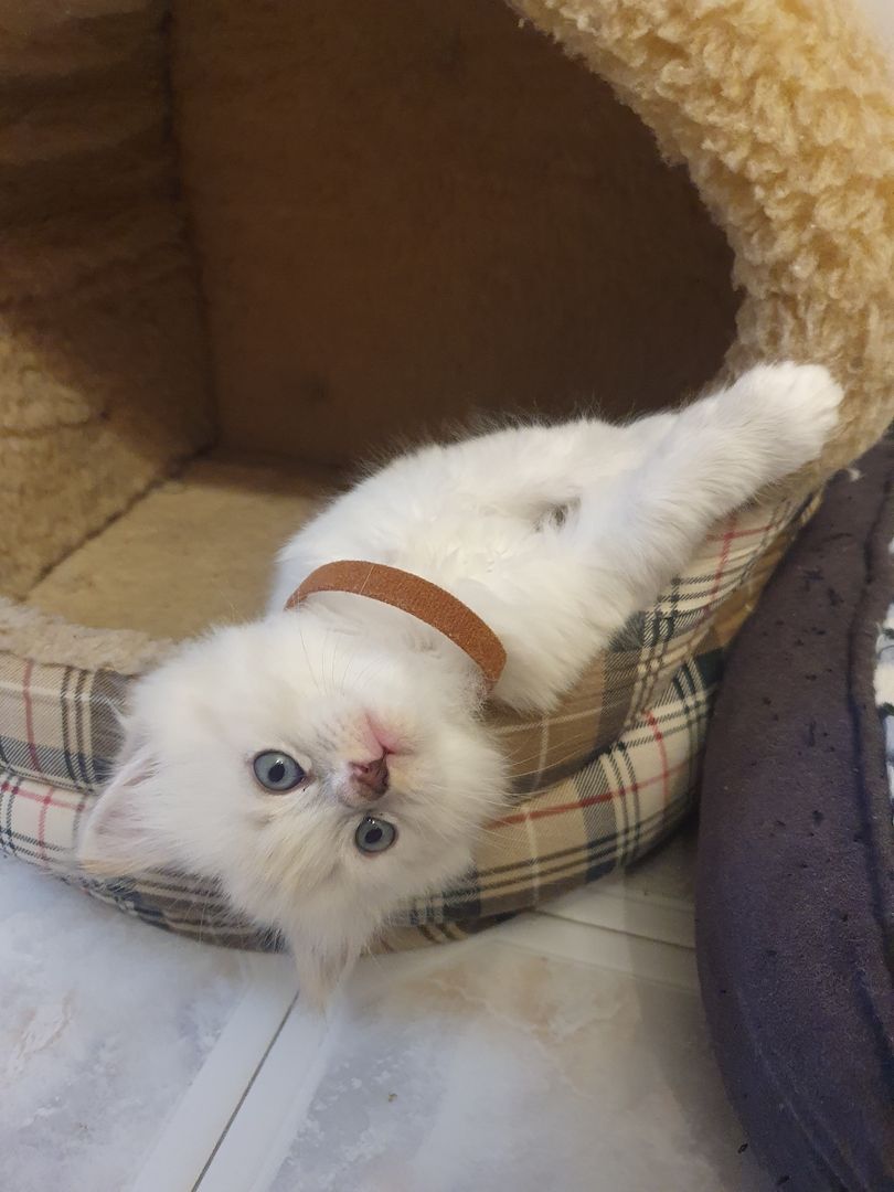 Wunderschöne Kitten Neva Masquarade, Katzenbaby. Abgabebereit.