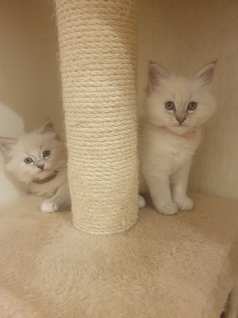 Wunderschöne Kitten Neva Masquarade, Katzenbaby. Abgabebereit.