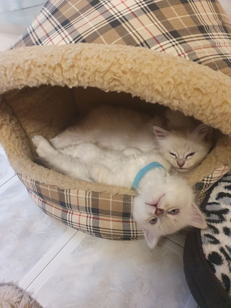 Wunderschöne Kitten Neva Masquarade, Katzenbaby. Abgabebereit.