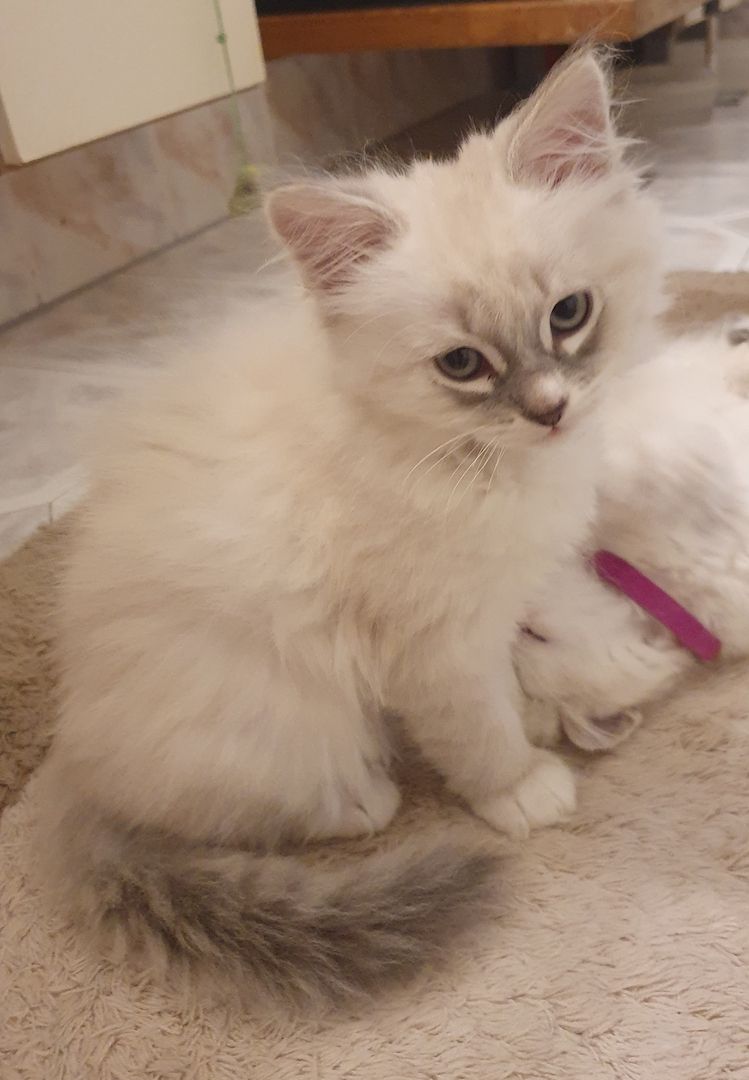 Wunderschöne Kitten Neva Masquarade, Katzenbaby. Abgabebereit.