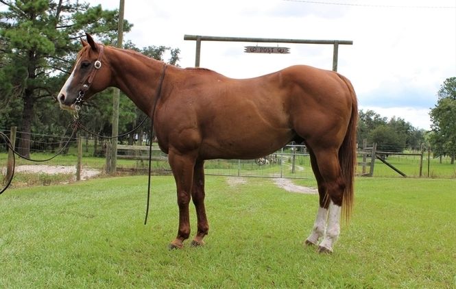 Starker und schöner Wallach Danny ist 160cm Quater horse