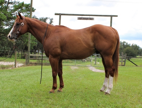 Starker und schöner Wallach Danny ist 160cm Quater horse