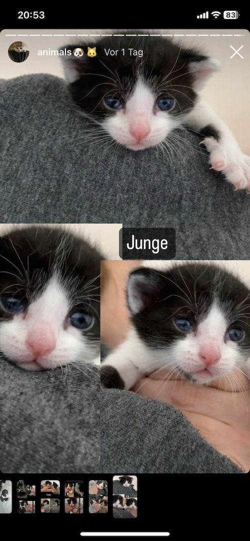 Kitten/ Katzen Babys abzugeben