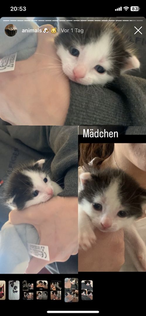 Kitten/ Katzen Babys abzugeben
