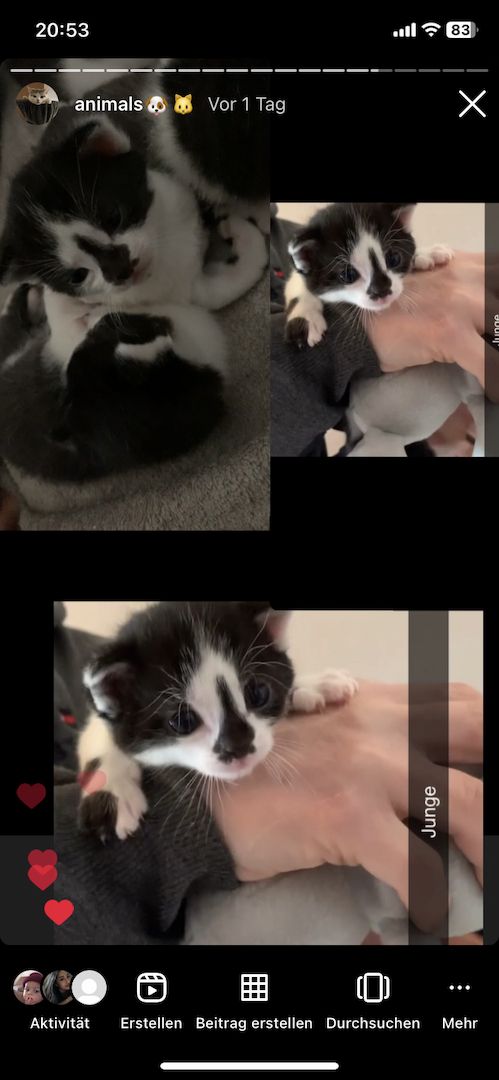 Kitten/ Katzen Babys abzugeben