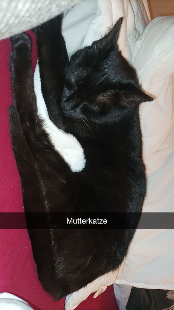 Kitten/ Katzen Babys abzugeben