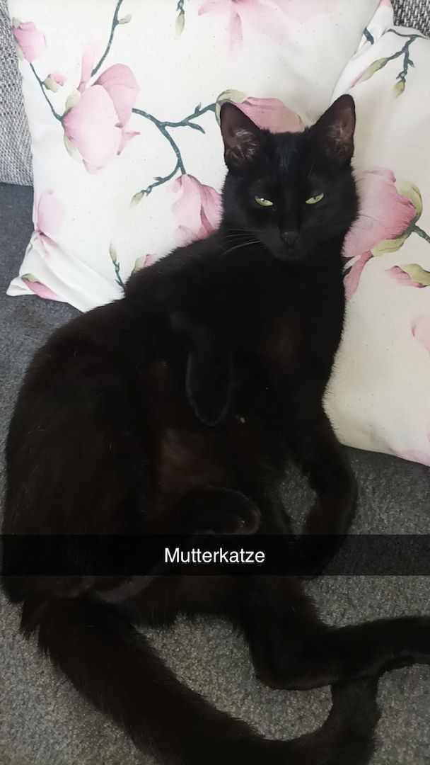 Kitten/ Katzen Babys abzugeben