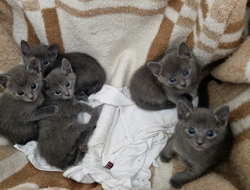 Russisch blau liebevolle Kitten