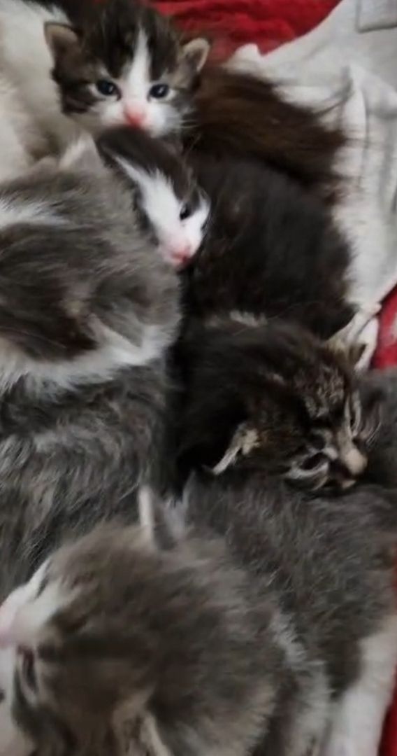 6 Heilige Birma Mix Kitten