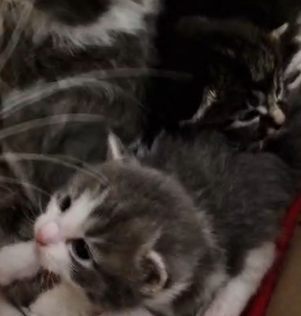 6 Heilige Birma Mix Kitten