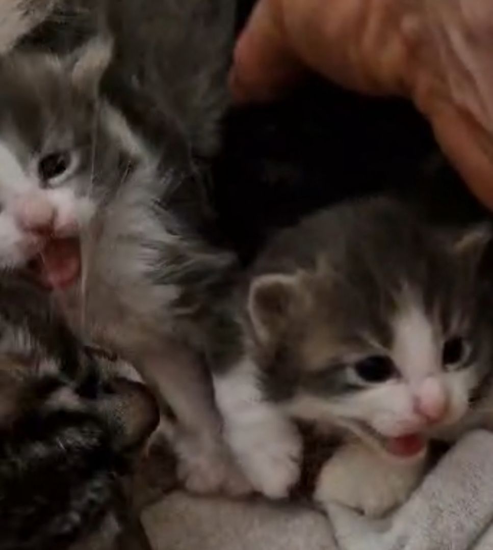 6 Heilige Birma Mix Kitten