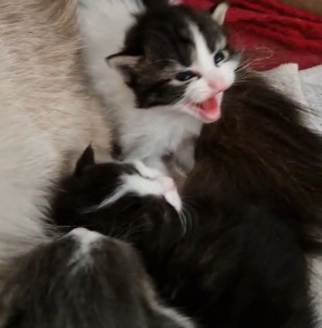 6 Heilige Birma Mix Kitten