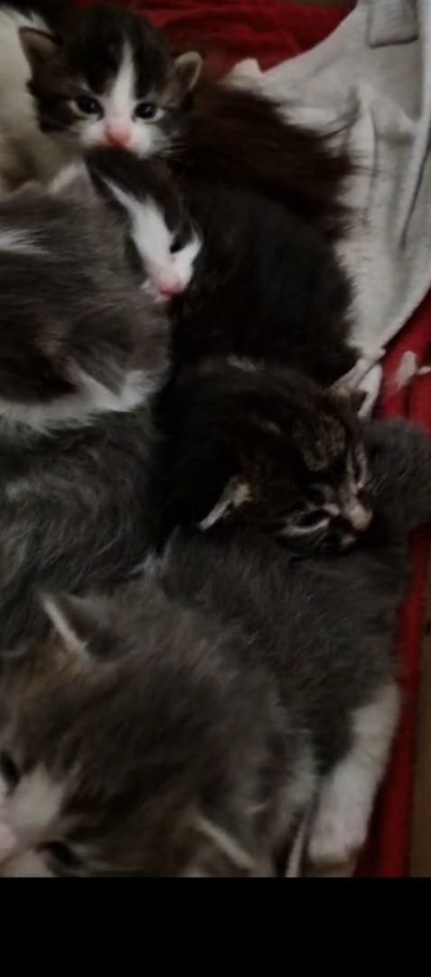 6 Heilige Birma Mix Kitten