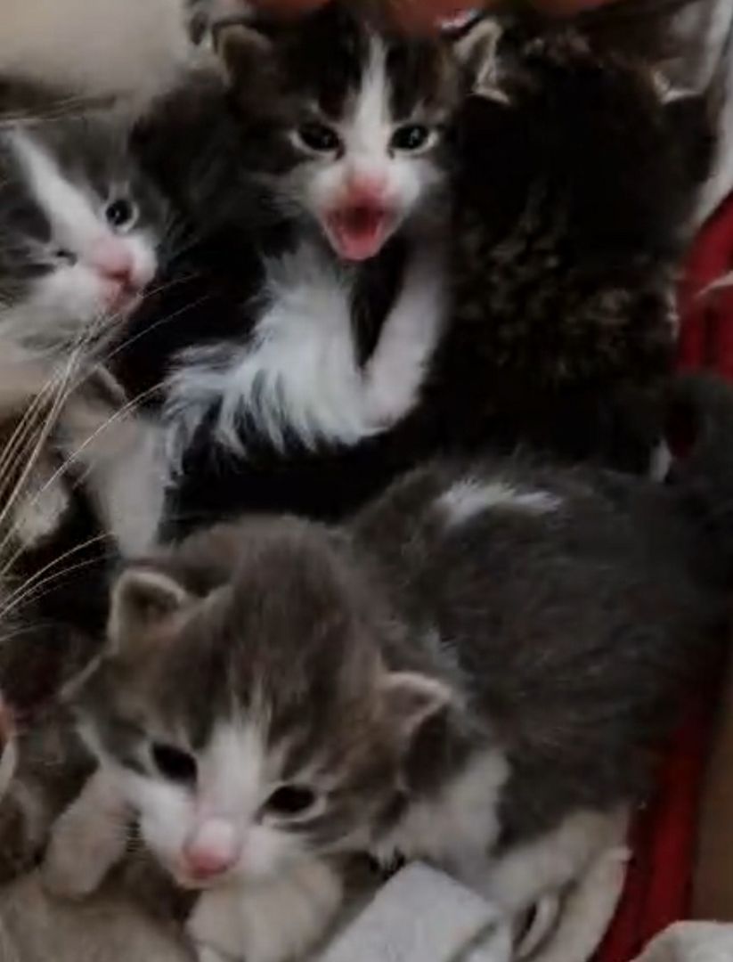 6 Heilige Birma Mix Kitten