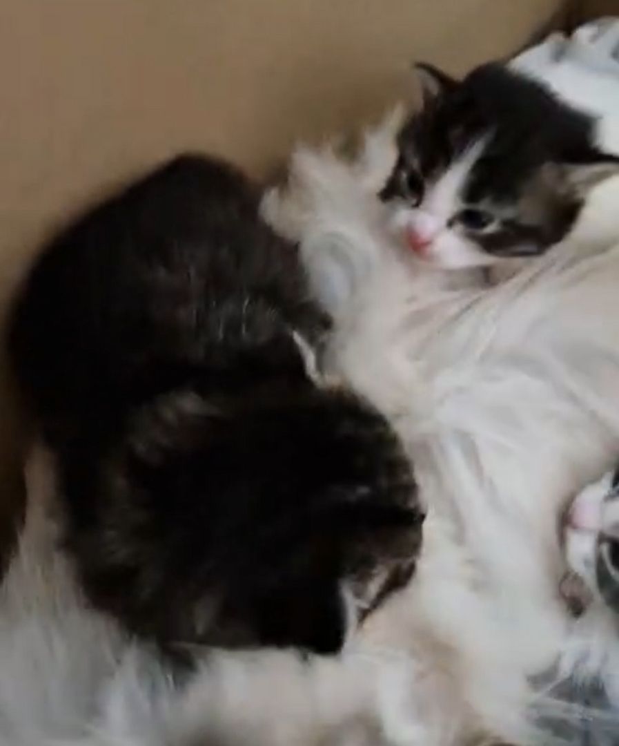 6 Heilige Birma Mix Kitten