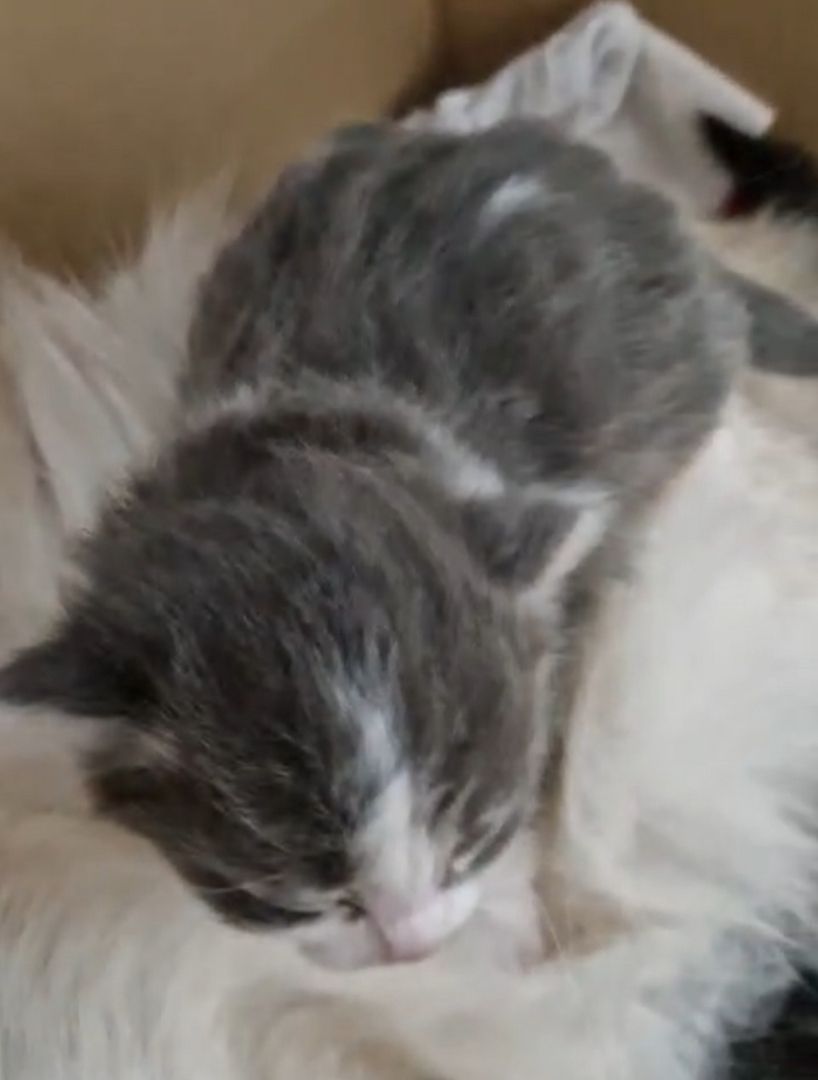 6 Heilige Birma Mix Kitten