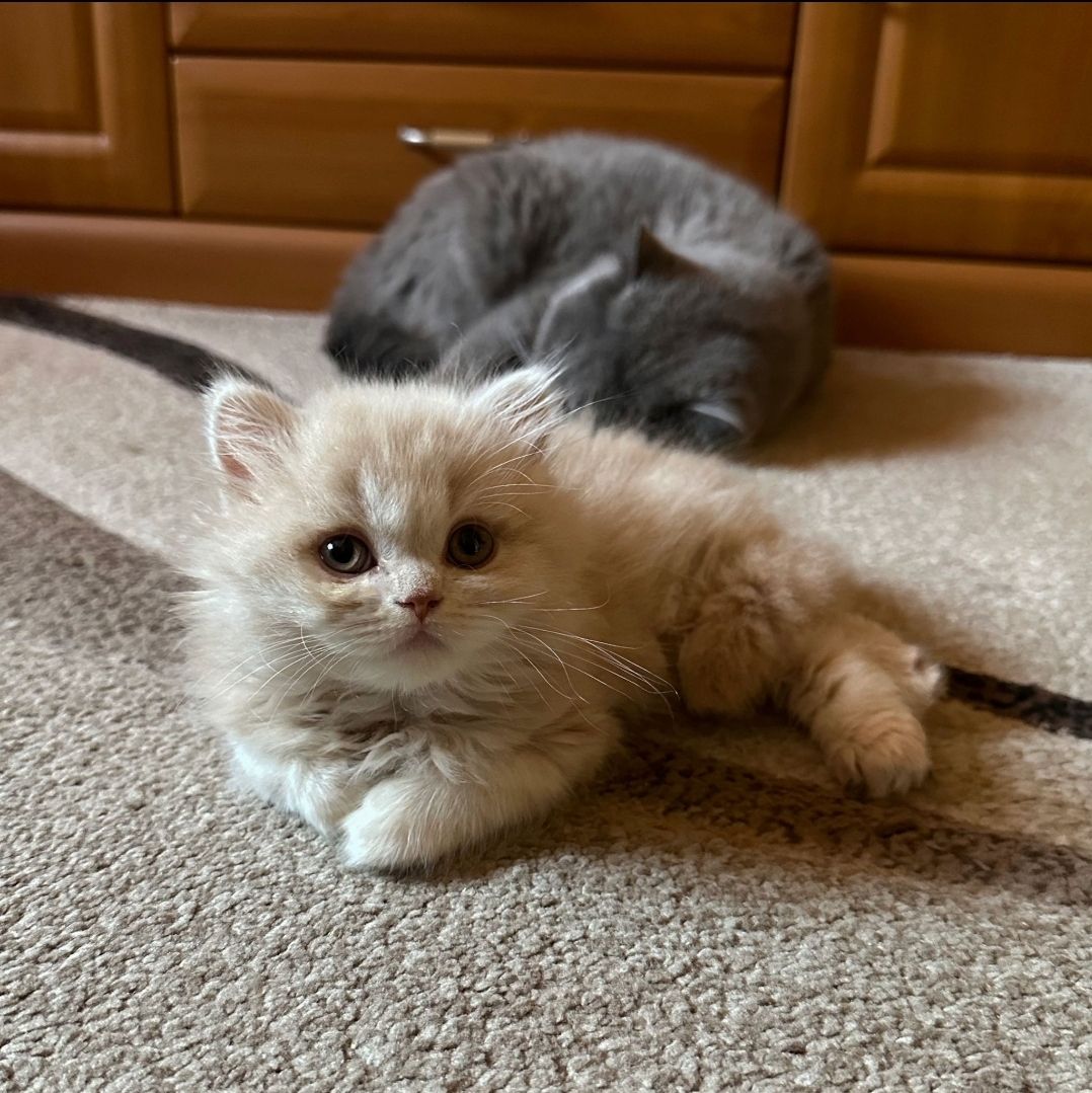 BLH und BKH Kitten ny12 BLH und BKH Kitten ny12