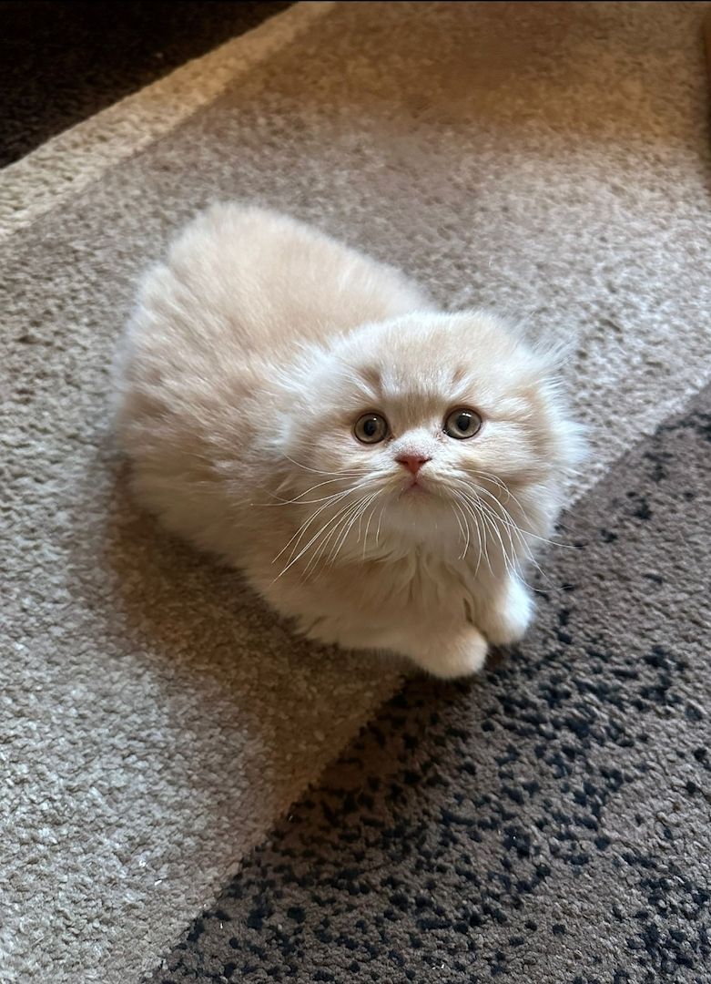 BLH und BKH Kitten ny12 BLH und BKH Kitten ny12