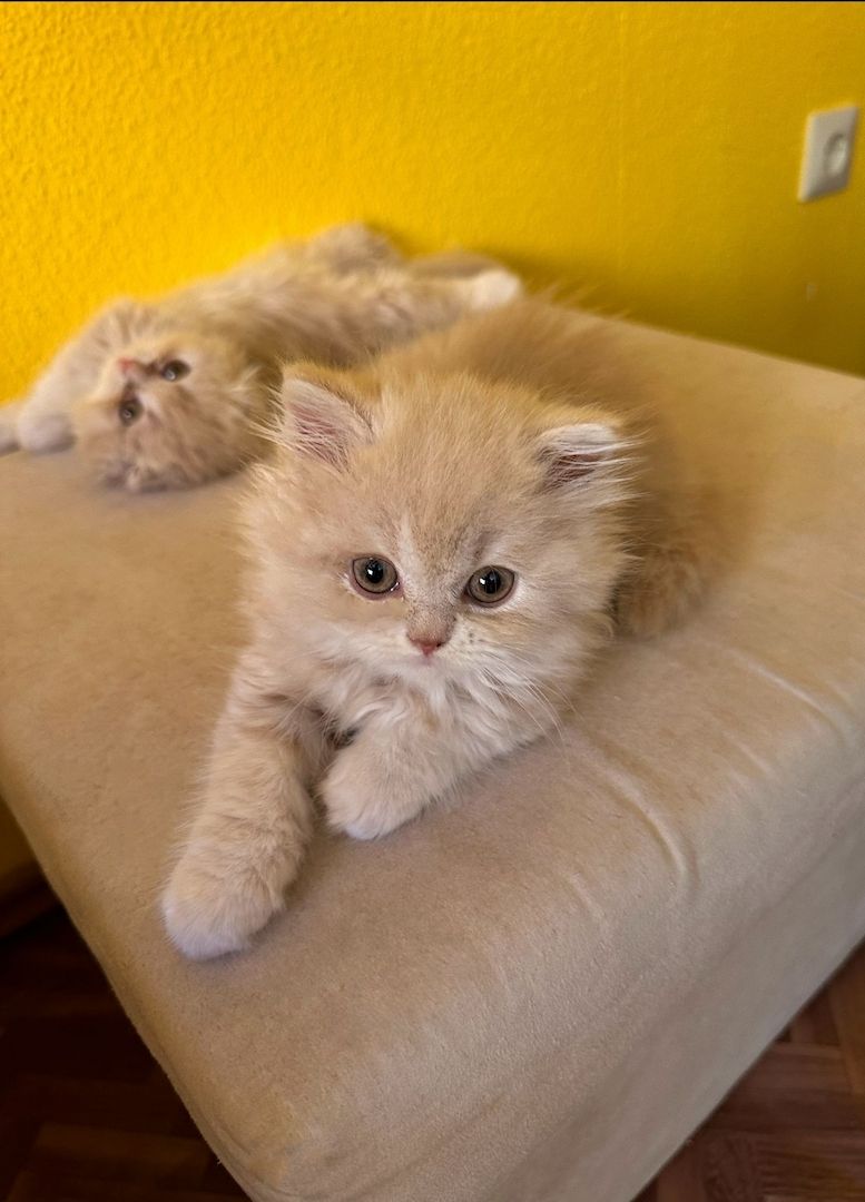 BLH und BKH Kitten ny12 BLH und BKH Kitten ny12