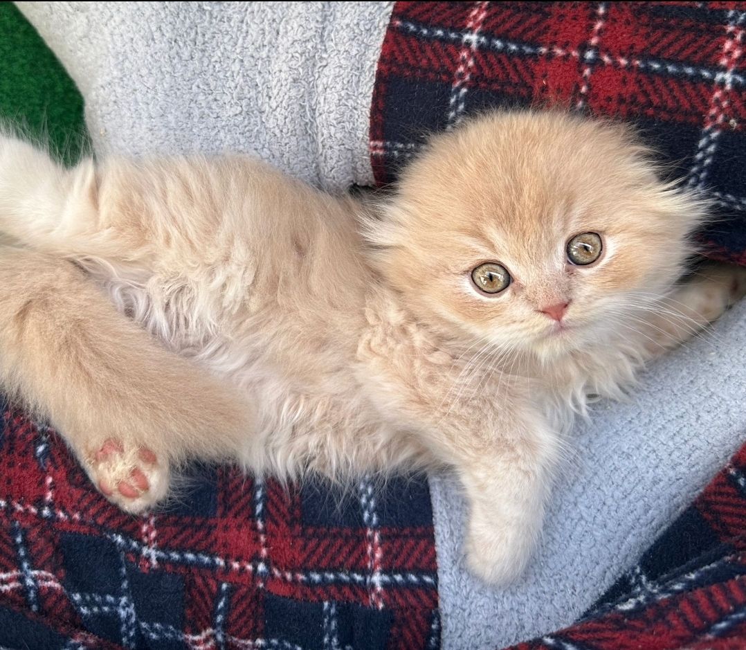 BLH und BKH Kitten ny12 BLH und BKH Kitten ny12