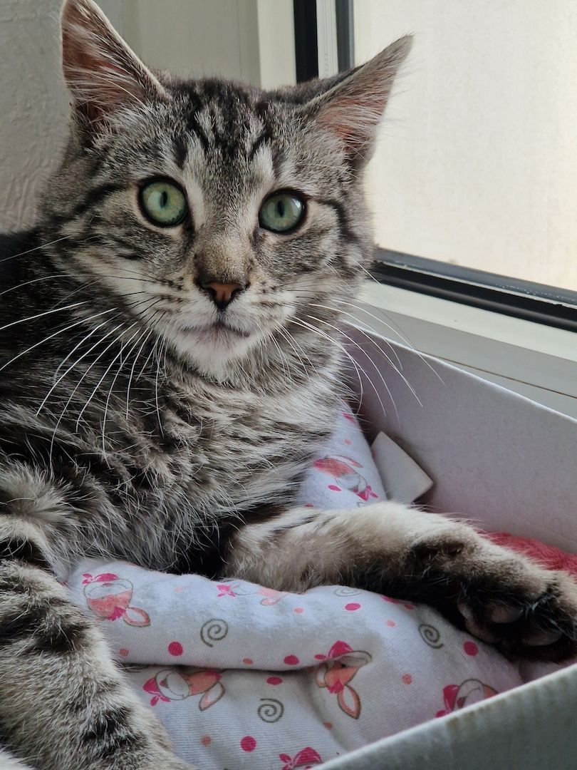 Kater sucht neues Zuhause